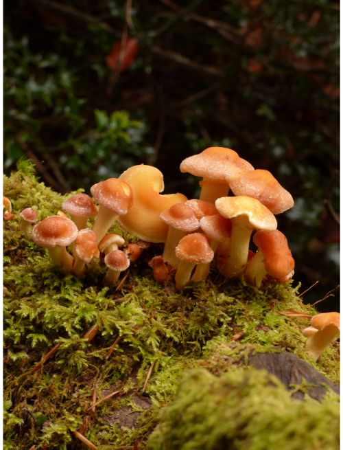 Emerging fruit bodies on beech in the New Forest, UK.
